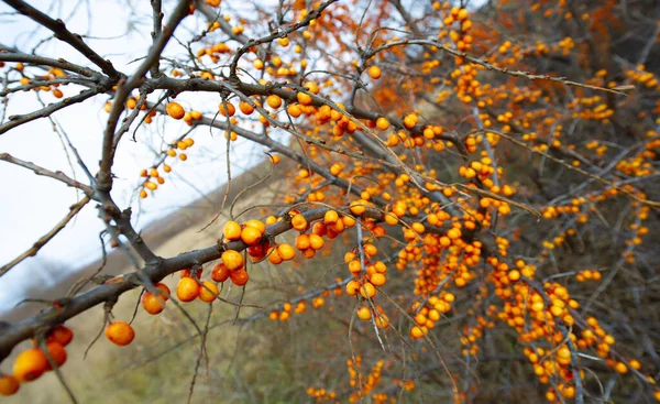 秋月风景照片十一月十一月份 海带山核桃树广角摄影 — 图库照片