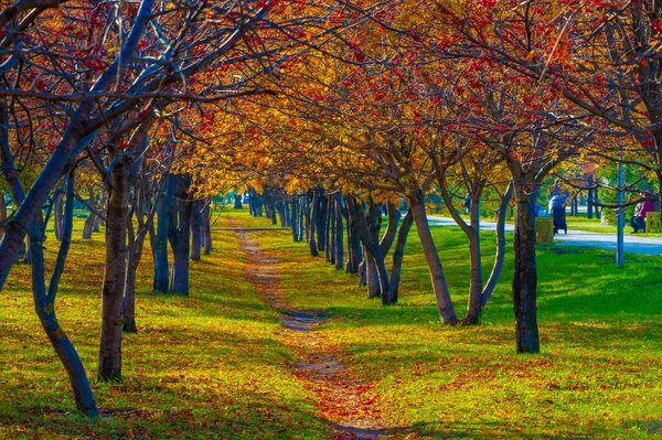 秋の風景 写真の秋のスケッチ 黄色のバーガンディ赤の葉 夏の嘆願書 喜びの写真 — ストック写真