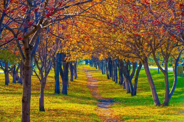 Paisaje Otoño Boceto Otoño Foto Hojas Rojas Color Burdeos Amarillo —  Fotos de Stock