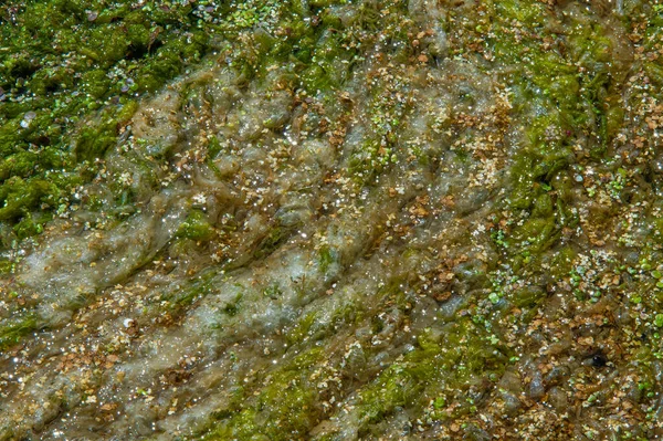 Estanque Algas Florecimiento Algas Perjudiciales Nav Floración Del Agua Que —  Fotos de Stock