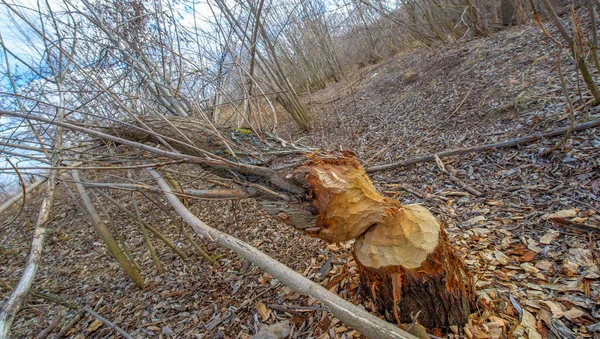 Autumn winter landscape, november. The end of the month. A sad, gloomy season, nature is waiting for snow,