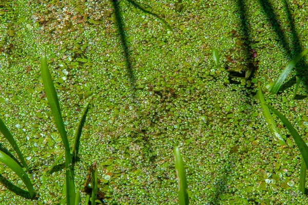 Estanque Algas Florecimiento Algas Perjudiciales Nav Floración Del Agua Que —  Fotos de Stock