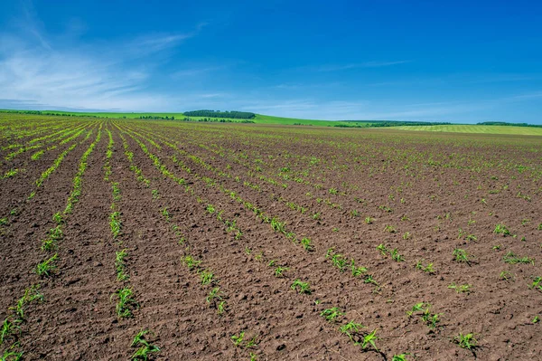 夏天的风景 闷热的夏天 耕地里的玉米幼苗 — 图库照片
