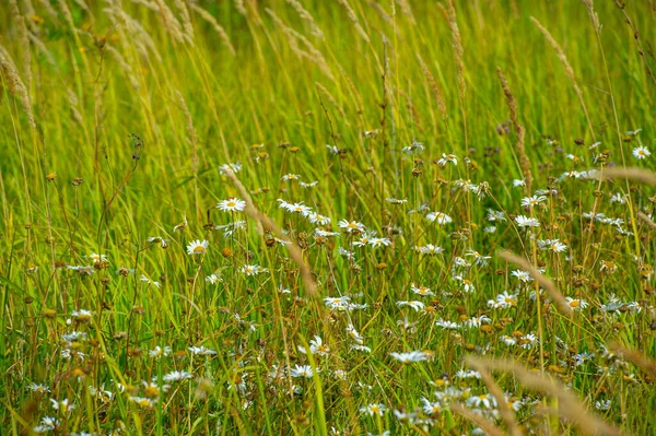 Sommarfoto Vildblomma Eller Vild Blomma Blomma Som Växer Det Vilda — Stockfoto