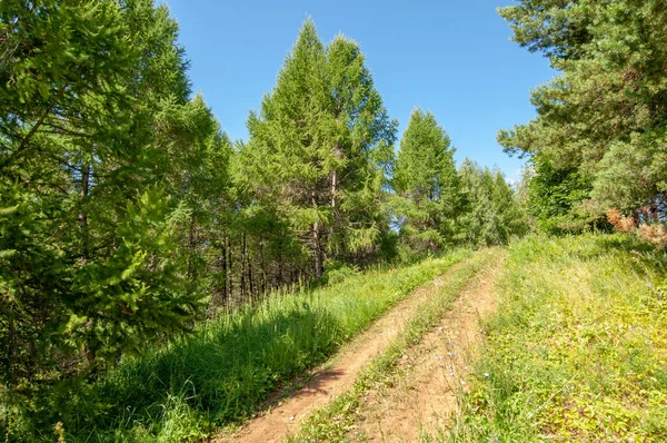 Yaz fotoğrafları, tepeler, tepeler, huş ağaçları dağların yamaçlarında yetişir. Yamaç boyunca dönen toprak bir yol, sıcak yaz günleri.