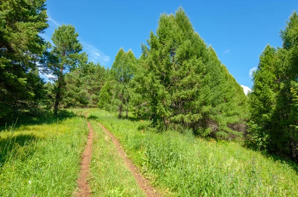 Yaz fotoğrafları, tepeler, tepeler, huş ağaçları dağların yamaçlarında yetişir. Yamaç boyunca dönen toprak bir yol, sıcak yaz günleri.