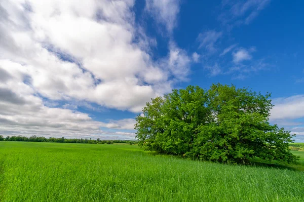 Bahar fotoğrafçılığı, genç mısır gevreği çekimleri. Olgunlaşmış buğday. Parlak güneşin altında yeşil fotosentez filizleri. Fosfor ve nitrojen gübreleri tanıtıldı