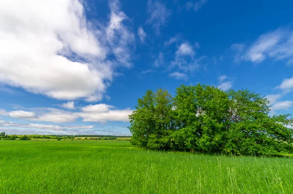 Bahar fotoğrafçılığı, genç mısır gevreği çekimleri. Olgunlaşmış buğday. Parlak güneşin altında yeşil fotosentez filizleri. Fosfor ve nitrojen gübreleri tanıtıldı