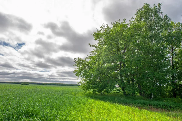Bahar fotoğrafçılığı, genç mısır gevreği çekimleri. Olgunlaşmış buğday. Parlak güneşin altında yeşil fotosentez filizleri. Fosfor ve nitrojen gübreleri tanıtıldı
