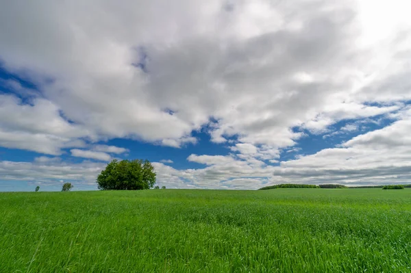Bahar fotoğrafçılığı, genç mısır gevreği çekimleri. Olgunlaşmış buğday. Parlak güneşin altında yeşil fotosentez filizleri. Fosfor ve nitrojen gübreleri tanıtıldı