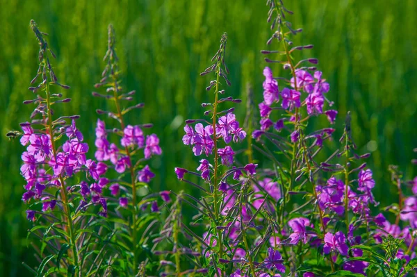 Yaz fotoğrafı. Kuzey Amerika 'da ateş yosunu olarak bilinen Chamaenerion angustifolium, Kanada' nın bazı bölgelerinde büyük söğüt ve Britanya 'da pembe söğüt Chamerion angustifolium olarak bilinir. 