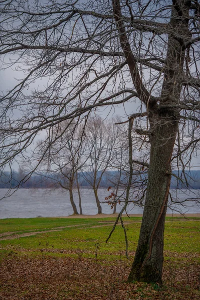 Podzimní Krajina Les Bez Listí Povodňové Pláni Oblast Nízko Položeného — Stock fotografie