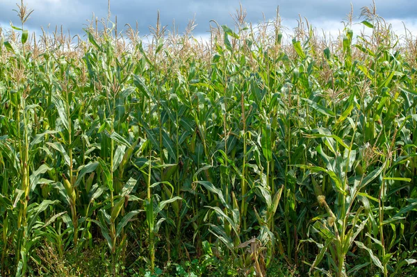 Corn a North American cereal plant that yields large grains, or kernels, set in rows on a cob. Its many varieties yield numerous products, highly valued for both human and livestock consumption.