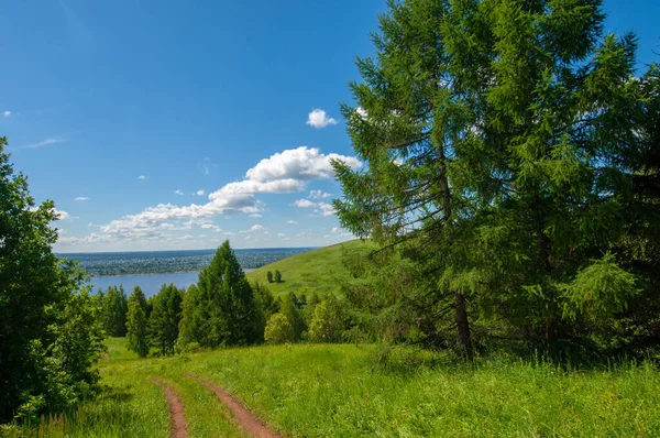 Summer photography, water meadows, river floodplain, photograph taken from the mountain. Lush green grass, pine, birch, hazel grow along the edge of the river. hot summer days