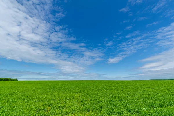 Fotografía Primaveral Paisaje Con Cielo Nublado Trigo Joven Con Abonos — Foto de Stock