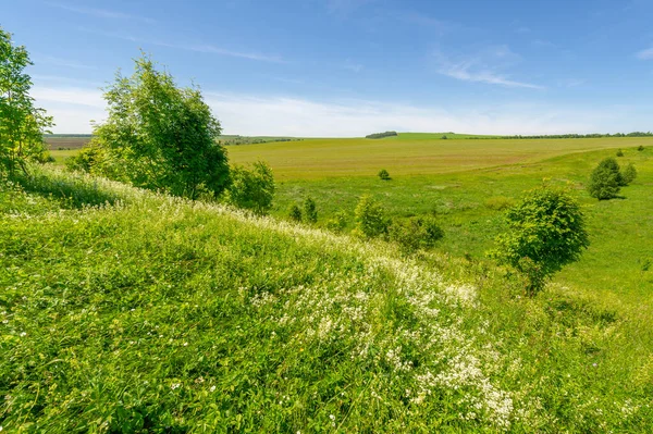 Letní Krajina Louky Rokle Jeřábí Borovice Lískové Divoké Květiny Evropská — Stock fotografie