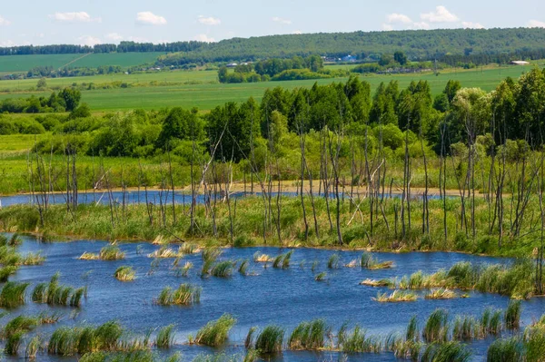 summer photography, a river overgrown with reeds, blue sky with white clouds, blue water covered with duckweed, river floodplain, sultry summer day