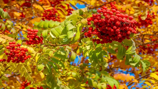 Foto Der Herbstlandschaft Bündel Roter Eberesche Auf Dem Hintergrund Strahlend — Stockfoto