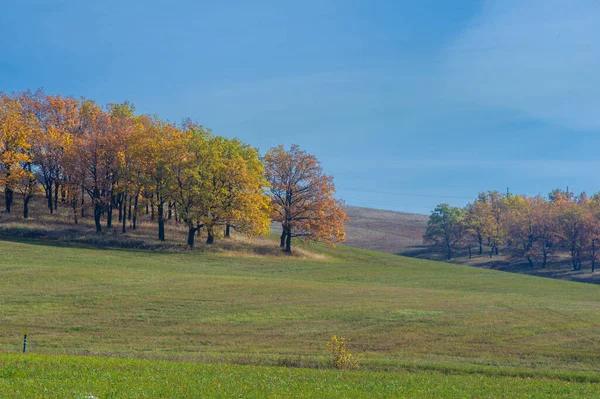 秋景摄影 最佳摄影师 秋天混交林 叶色艳丽 分为勃艮第 绿色三大类 地毯图案分明 — 图库照片