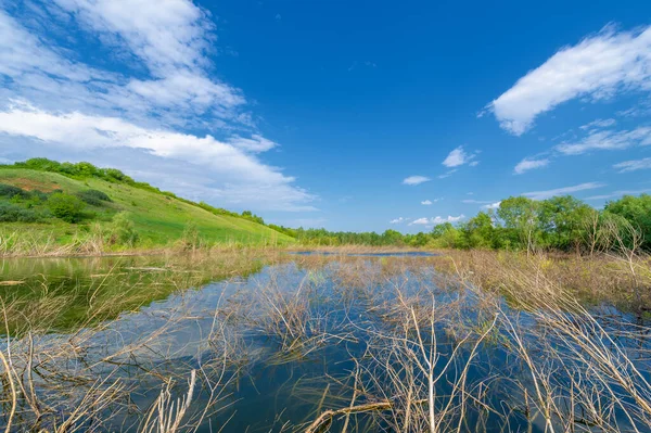 Foto Wilg Overwoekerd Plas Helder Groen Blauwe Lucht Met Bewolking — Stockfoto