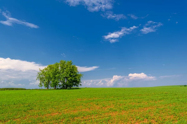  Bahar fotoğrafçılığı, güneşte yetişen taze yeşil buğday, ılıman ülkelerde yetişen en en önemli bitkidir, buğday, ekmek yapmak için toprak, vs. 