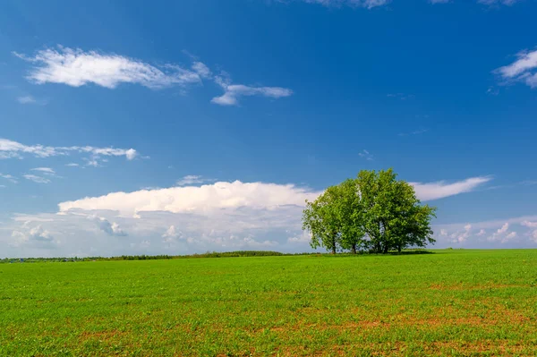 Spring Photography Young Green Wheat Grows Sun Cereal Plant Most — Stock Photo, Image