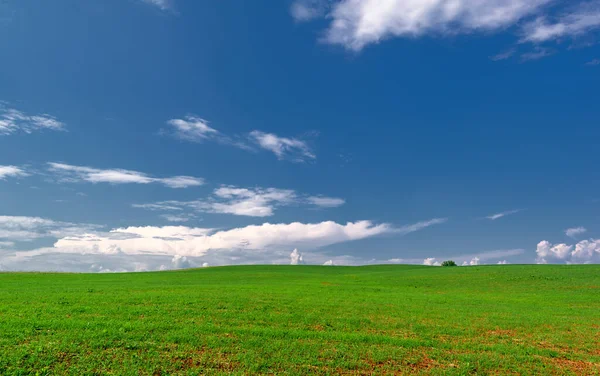  Bahar fotoğrafçılığı, güneşte yetişen taze yeşil buğday, ılıman ülkelerde yetişen en en önemli bitkidir, buğday, ekmek yapmak için toprak, vs. 