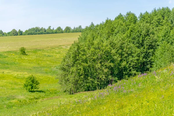 Летний Пейзаж Луговые Поля Овраги Рябиновые Сосны Полевые Цветы Европейская — стоковое фото