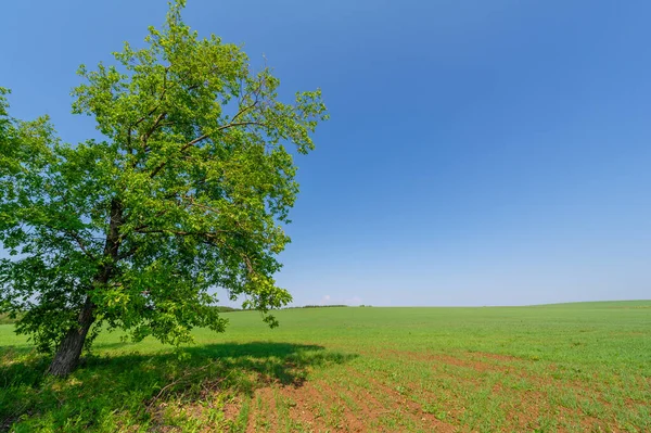  Bahar fotoğrafçılığı, güneşte yetişen taze yeşil buğday, ılıman ülkelerde yetişen en en önemli bitkidir, buğday, ekmek yapmak için toprak, vs. 