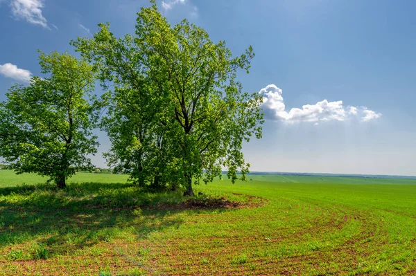 Voorjaarsfotografie Jonge Groene Tarwe Groeit Zon Een Graanplant Die Belangrijkste — Stockfoto