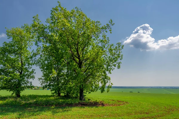  Bahar fotoğrafçılığı, güneşte yetişen taze yeşil buğday, ılıman ülkelerde yetişen en en önemli bitkidir, buğday, ekmek yapmak için toprak, vs. 