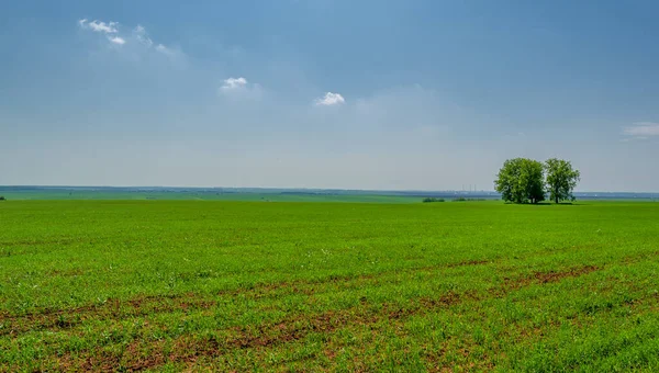  Bahar fotoğrafçılığı, güneşte yetişen taze yeşil buğday, ılıman ülkelerde yetişen en en önemli bitkidir, buğday, ekmek yapmak için toprak, vs. 