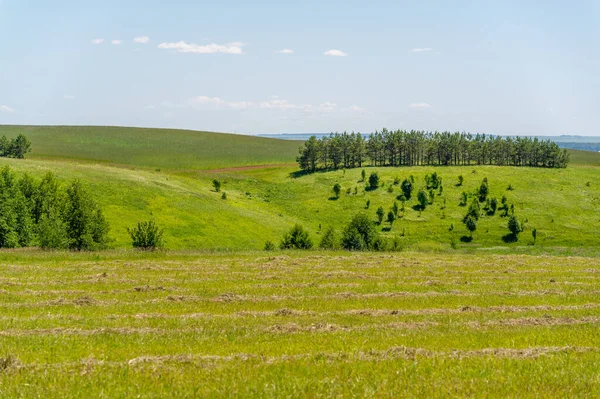 Summer Landscape Meadow Fields Mowed Forage Crops Mowed Alfalfa — Stock Photo, Image