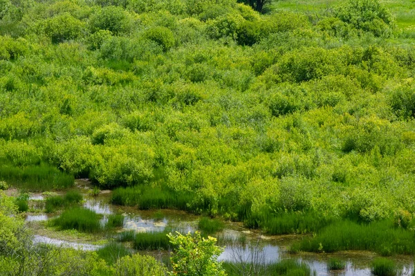 Summer photography, water meadows, river floodplain, photograph taken from the mountain. Lush green grass, pine, birch, hazel grow along the edge of the river. hot summer days