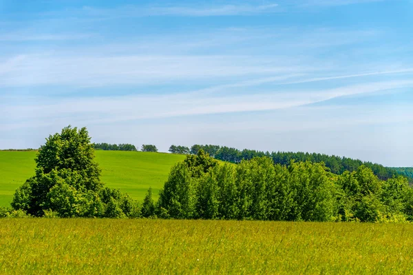 Paysage Été Champs Prairie Avec Cultures Fourragères Fauchées Luzerne Fauchée — Photo