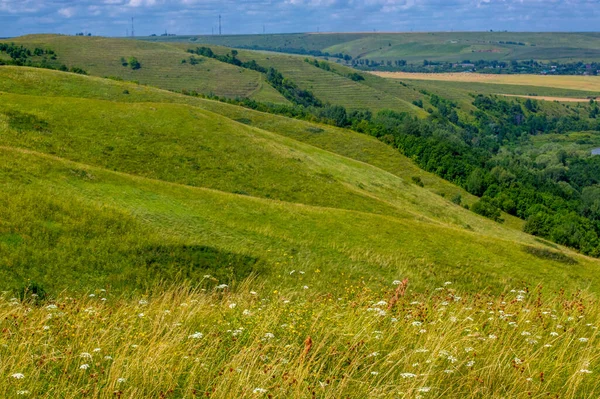 Yaz fotoğrafı. Tepeler, yabani otlar ve kır çiçekleriyle kaplı tüberküller, bir tepe çevreleyen arazinin üzerinde uzanan bir arazidir. Genellikle farklı bir zirve yapar.