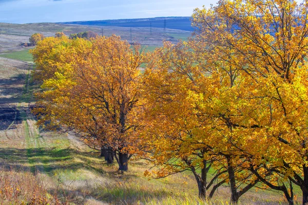 Осінні Пейзажні Зйомки Найкращий Фотограф Змішані Ліси Осінньому Стані Барвисті — стокове фото