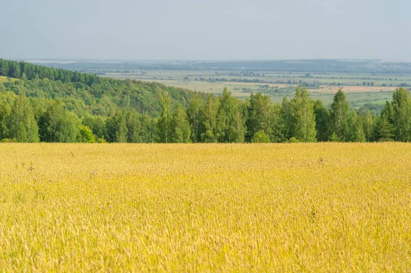 Summer photo. Wheat a cereal plant that is the most important kind grown in temperate countries, the grain of which is ground to make flour for bread, pasta, pastry, etc ..