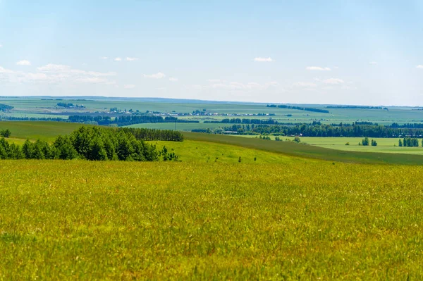 Paisaje Verano Campos Prados Con Cultivos Forraje Segados Alfalfa Segada — Foto de Stock