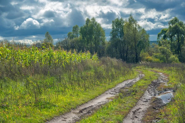 Mais Ist Eine Nordamerikanische Getreidepflanze Die Große Körner Oder Körner — Stockfoto