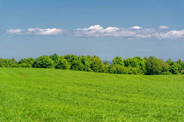 Summer Landscape Green Cereals Cultivated Fields Wheat Oats Barley Rye — Stock Photo, Image