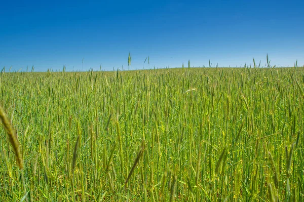 Summer Landscape Green Cereals Cultivated Fields Wheat Oats Barley Rye — Stock Photo, Image