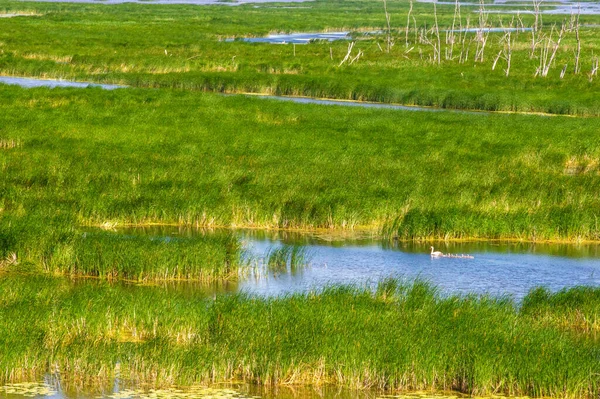 summer photography, a river overgrown with reeds, blue sky with white clouds, blue water covered with duckweed, river floodplain, sultry summer day