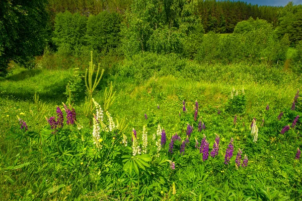 Summer Landscape Countryside Vibrant Greenery Grasses Trees Blue Sky White — Stock Photo, Image