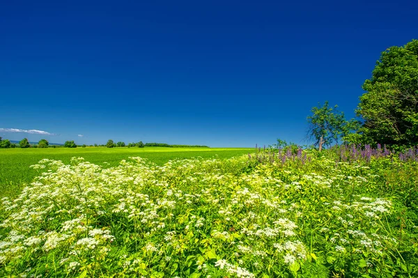 Zomer Landschap Groene Granen Akkers Tarwe Haver Gerst Rogge Groeien — Stockfoto