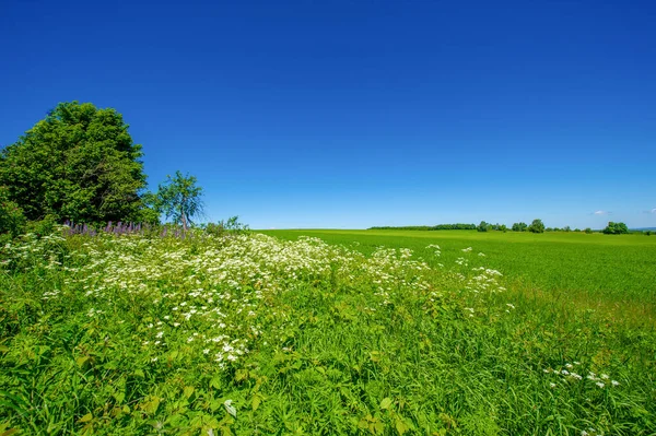 Summer Landscape Green Cereals Cultivated Fields Wheat Oats Barley Rye — Stock Photo, Image