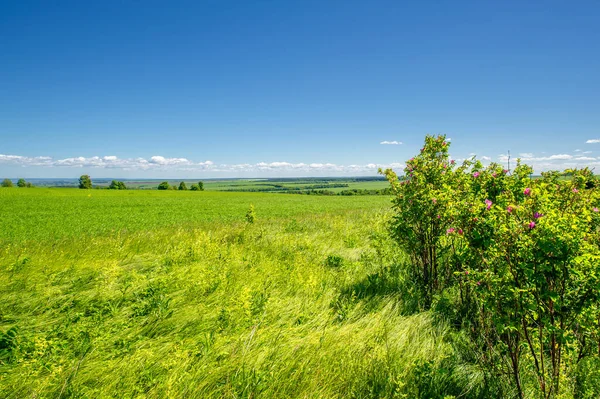 Paisaje Verano Cereales Verdes Los Campos Cultivados Trigo Avena Cebada — Foto de Stock