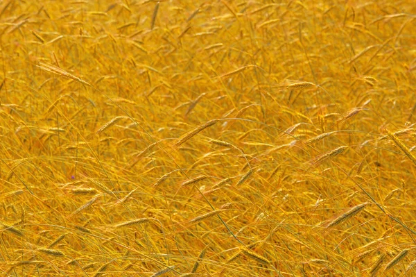 Paesaggio Estivo Grano Sulla Pannocchia Fase Maturazione Orzo Maturo Pannocchia — Foto Stock