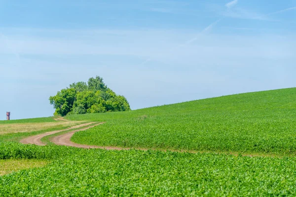 Paisaje Verano Cielo Azul Sin Nubes Trébol Verde Alfalfa Paseo —  Fotos de Stock