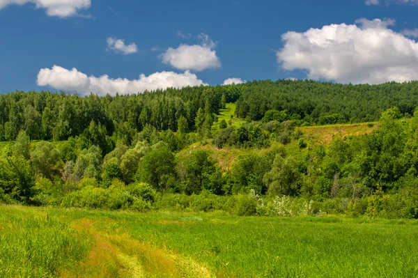 Summer Photo Floodplain Meadows Meadow Floodplain Area Meadows Pastures Banks — Stock Photo, Image